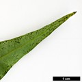 SpeciesSub: var. dictyophylla